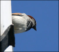 vogels in de tuin