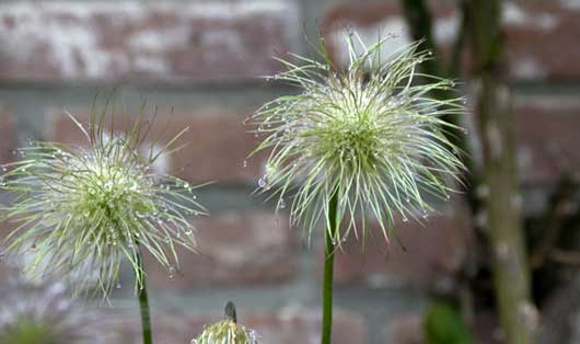 Onderhoud particuliere tuin