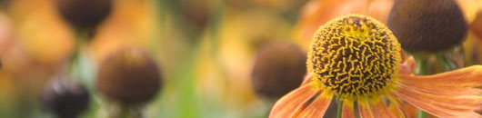 Inspiratie voor de tuin